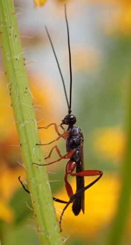 Réf. 333 608 : Helcon sp.